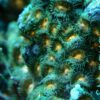 Корал м’який Zoanthus sp, Sand Polyps Long Pink Tentacle Green 34360
