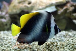 Рыба Heniochus singularis, Philipine Pennant Bannerfish