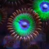 Корал мягкий Zoanthus sp, Sand Polyps Big Eye Purple Tentacle Green 13085