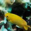 Рыба Pomacentrus moluccensis (Yellow Damsel) 12819