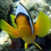 Риба клоун Amphiprion bicinctus (Two-banded Anemonefish) 34603
