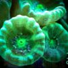 Корал LPS Caulastraea sp, Candycane Big Pipe Green 34288