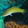 Рыба губан Halichoeres chloropterus (Green Wrasse) 12813