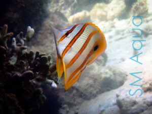 Рыба бабочка Chelmon rostratus, Copperbanded Butterflyfish
