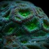 Корал LPS Favia spp, Pineapple Coral Green 34308