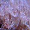 М’який корал Heteroxenia sp, Xenia Pumping 34330