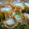 Коралл мягкий Palythoa sp, Button Polyps Green 12891