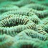 Коралл LPS Favia spp, Pineapple Coral Green 12885