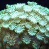 Коралл Alveopora spongiosa, Alveopora Green 12866