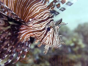 Рыба Pterois volitans, Lionfish