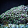 Коралл LPS Galaxea astreata, Crystal Coral Green 12889