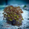 Корал м’який Zoanthus sp, Sand Polyps Long Green Tentacle Chocolate 34352