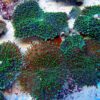 Коралл мягкий Rhodactis sp, Mushrooms Hairy Green голова