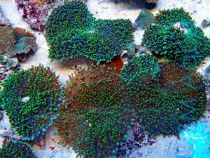 Коралл мягкий Rhodactis sp, Mushrooms Hairy Green голова