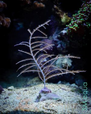 Корал м’який Pseudopterogorgia bipinata