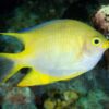 Рыба Amblyglyphidodon spp, Yellow Lyretail Damsel