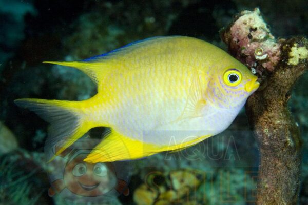 Риба Amblyglyphidodon spp, Yellow Lyretail Damsel