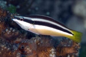 Рыба губан Diproctacanthus xanthurus, Yellow-tailed Cleaner