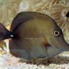 Риба Zebrasoma scopas, Brown Sailfin Tang L