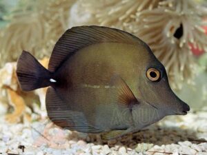 Рыба Zebrasoma scopas, Brown Sailfin Tang L