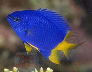 Риба Chrysiptera cf parasema, Yellow finned Blue Damsel