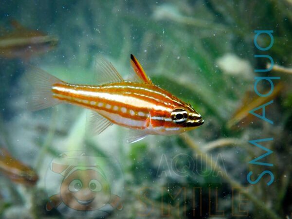 Рыба Apogon margaritiphora, Lattice Cardinalfish