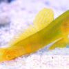 Риба Cryptocentrus cinctus (Yellow Prawn Goby)