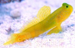 Рыба Cryptocentrus cinctus (Yellow Prawn Goby)
