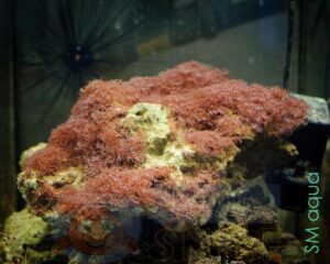 Корал м’який Erythropodium sp, Star Polyps Big White XL
