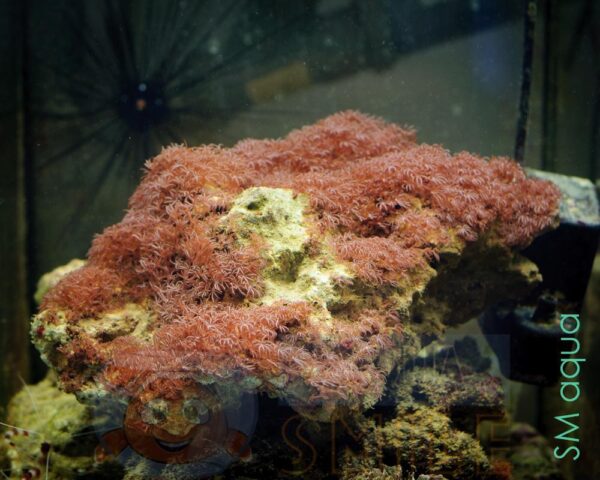 Коралл мягкий Erythropodium sp, Star Polyps Big White XL