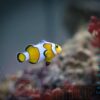 Рыба Amphiprion ocellaris, Clownfish Mixed