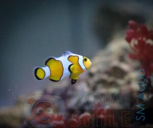 Риба Amphiprion ocellaris, Clownfish Mixed