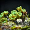 Корал LPS Caulastraea sp, Candycane Pipe Small Green Metalic