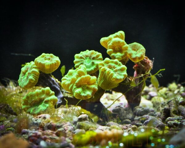 Корал LPS Caulastraea sp, Candycane Pipe Small Green Metalic