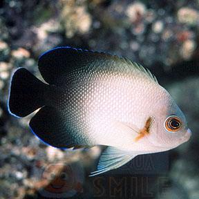 Рыба ангел Centropyge vroliki, Pearscale Angelfish