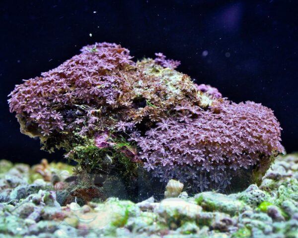 Коралл мягкий Anthelia sp, Anthellia Blue Short Tentacle