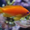 Риба Pseudanthias squamipinnis, Lyretail coral fish Indian Ocean (самка)