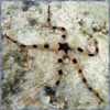 Морська зірка Ophiolepis superba, Starfish Zebra Serpent