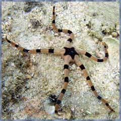 Морская звезда Ophiolepis superba, Starfish Zebra Serpent
