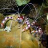 Креветка Stenopus hispidus, Shrimp Boxing