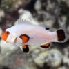 Рыба Amphiprion ocellaris, Clownfish Wyoming White PREMIUM