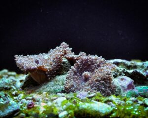 Коралл мягкий Rhodactis sp, Mushrooms Hairy
