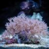 Коралл мягкий Heteroxenia sp, Xenia Pumping