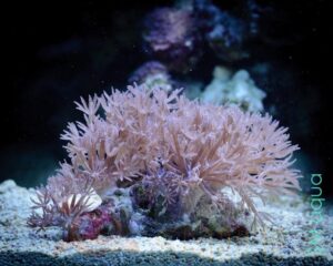 Коралл мягкий Heteroxenia sp, Xenia Pumping