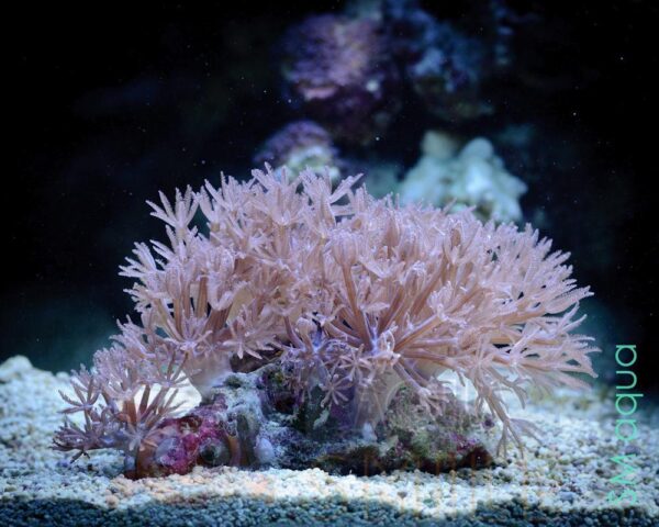 М’який корал Heteroxenia sp, Xenia Pumping
