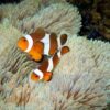 Рыба Amphiprion ocellaris, Clownfish
