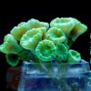 Корал LPS Caulastraea sp, Candycane Big Pipe Green