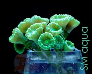 Коралл LPS Caulastraea sp, Candycane Big Pipe Green