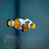 Рыба Amphiprion ocellaris, Clownfish DaVinci PREMIUM
