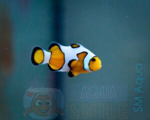 Рыба Amphiprion ocellaris, Clownfish DaVinci PREMIUM